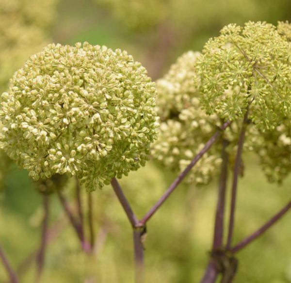 Angelica Seed, Organic Angelica Archangelica Nature Provides