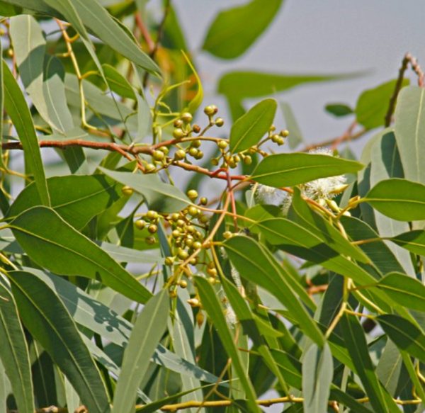 APW® Eucalyptus (Lemon) Essential Oil Organic Eucalyptus Citriodora